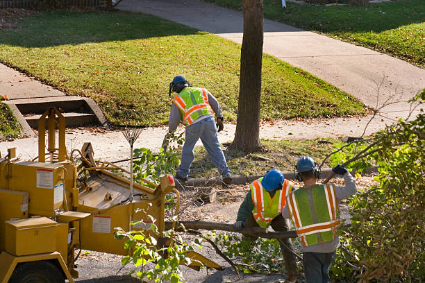 Best Emergency Tree Service  in Hooper, UT